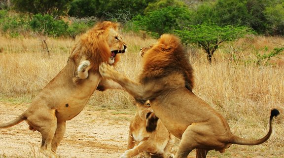 Homepage lions fighting