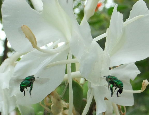 Large orhideja