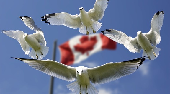 Homepage flags formation blue sky gulls color flag 540791