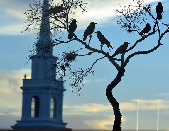 Large crows